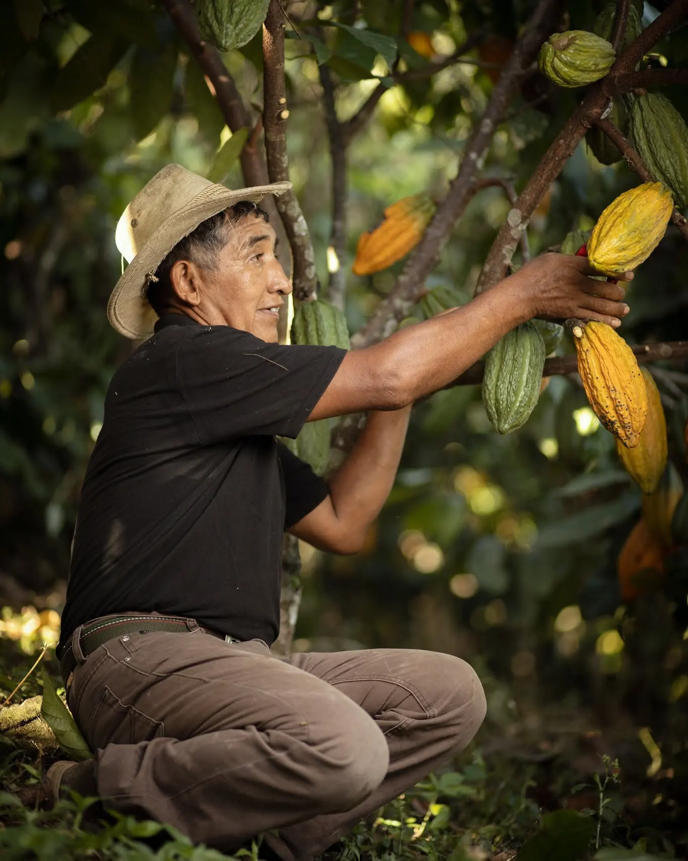 Cacao peruano y sus granos